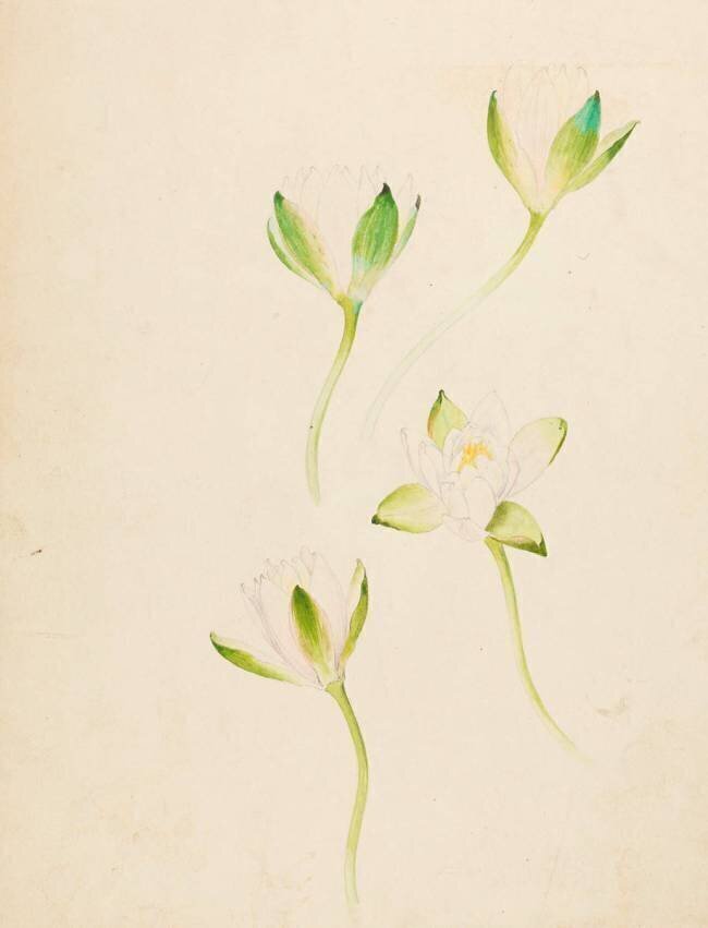 Etude de quatre fleurs de nénuphar Emile Gallé