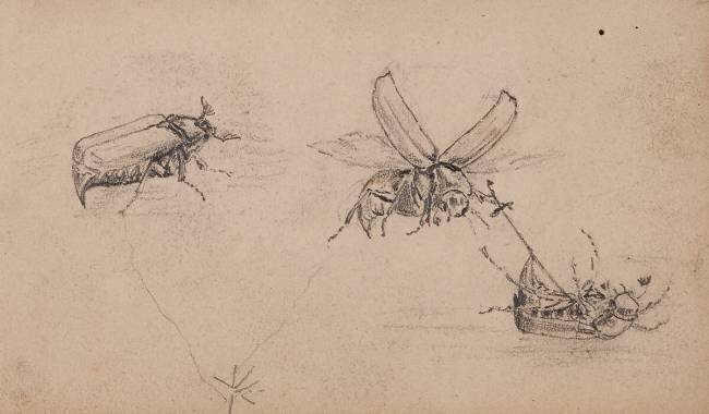 Etude d'insectes, hannetons Pierre-Georges Deraisme