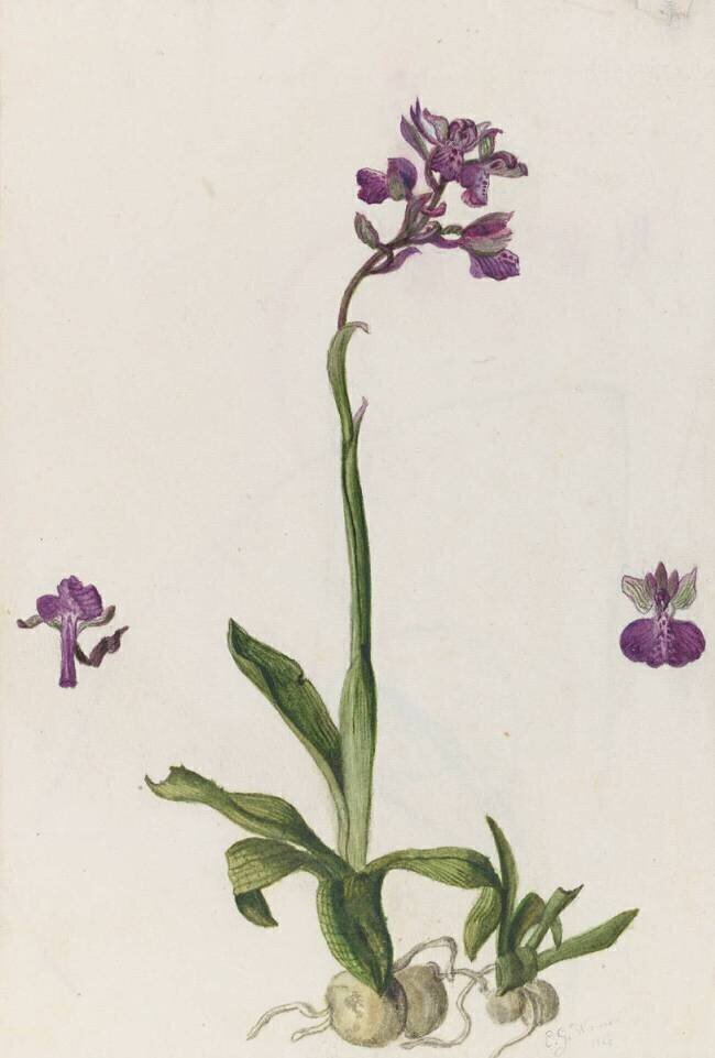 Etude d'orchidée Emile Gallé