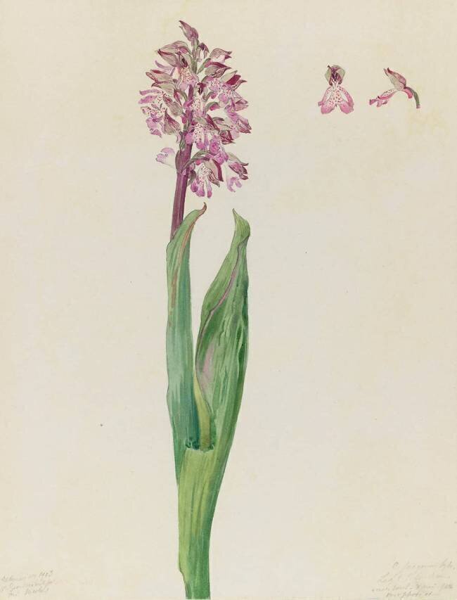 Etude d'orchis militaire (Orchis militaris) Emile Gallé