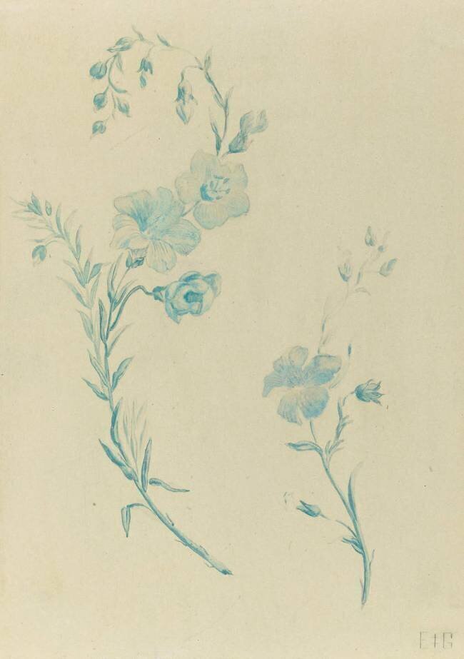Fleurs de lin Emile Gallé