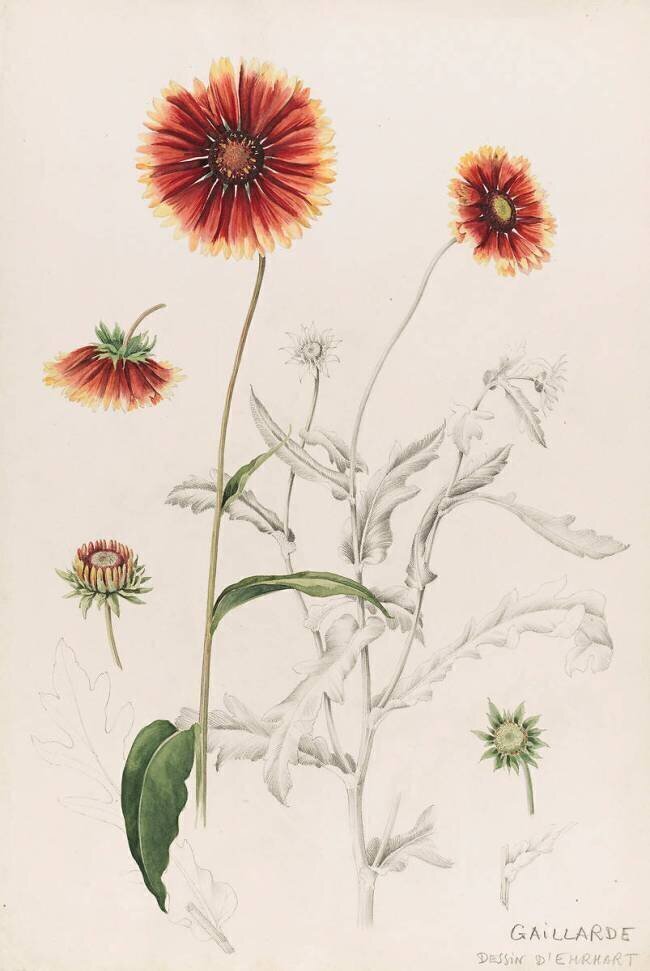 Gaillarde Emile Gallé