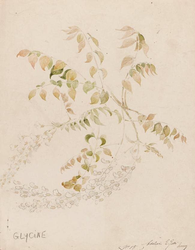 Glycine Emile Gallé