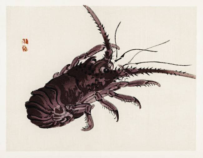 Homard Kono Barei