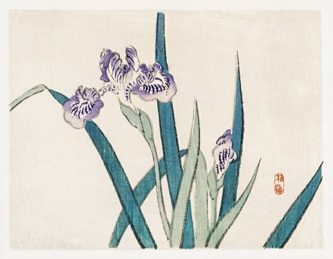Iris Kono Barei