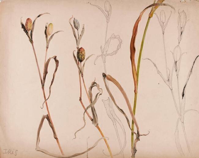 Iris après la fleur Emile Gallé