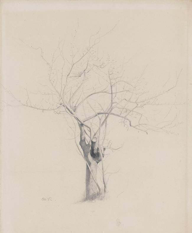 L'Arbre nu Odilon Redon