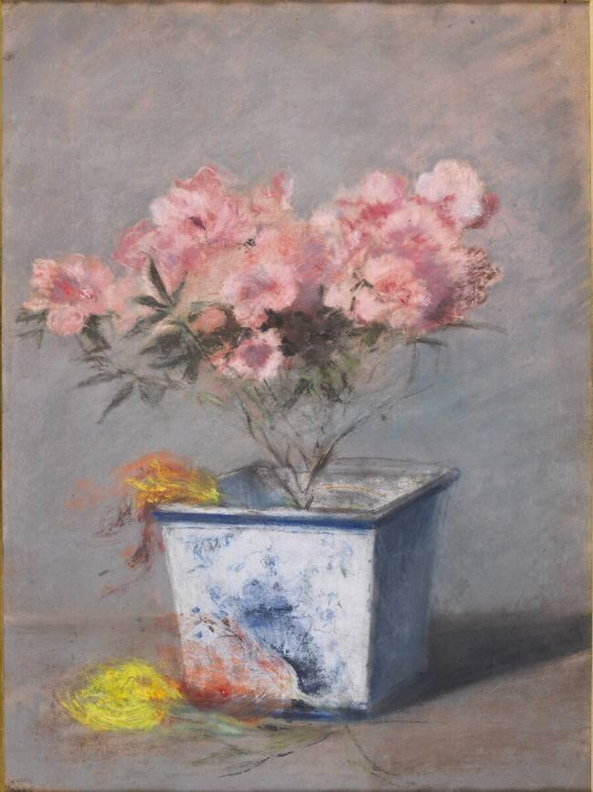 L'azalée rose George Hugo