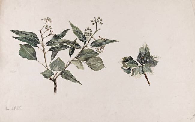 Lierre - Hedera helix Emile Gallé