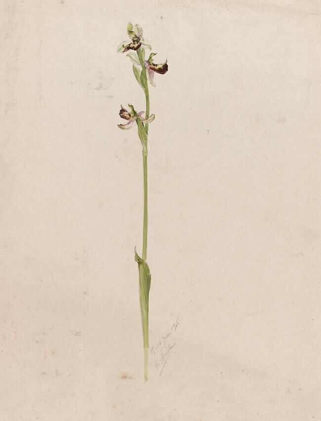 Ophrys Emile Gallé