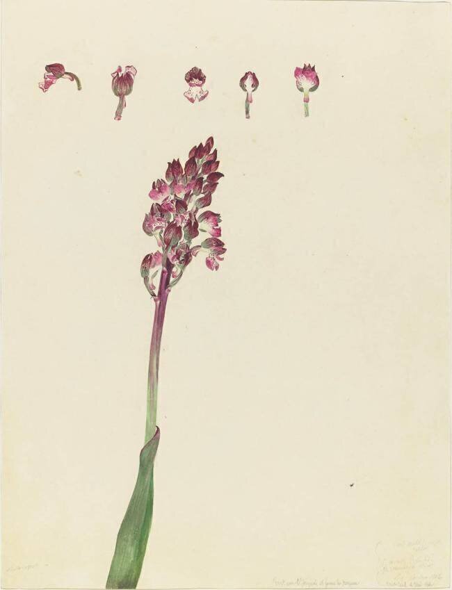 Orchis Emile Gallé
