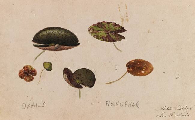 Oxalys et nénuphar Emile Gallé