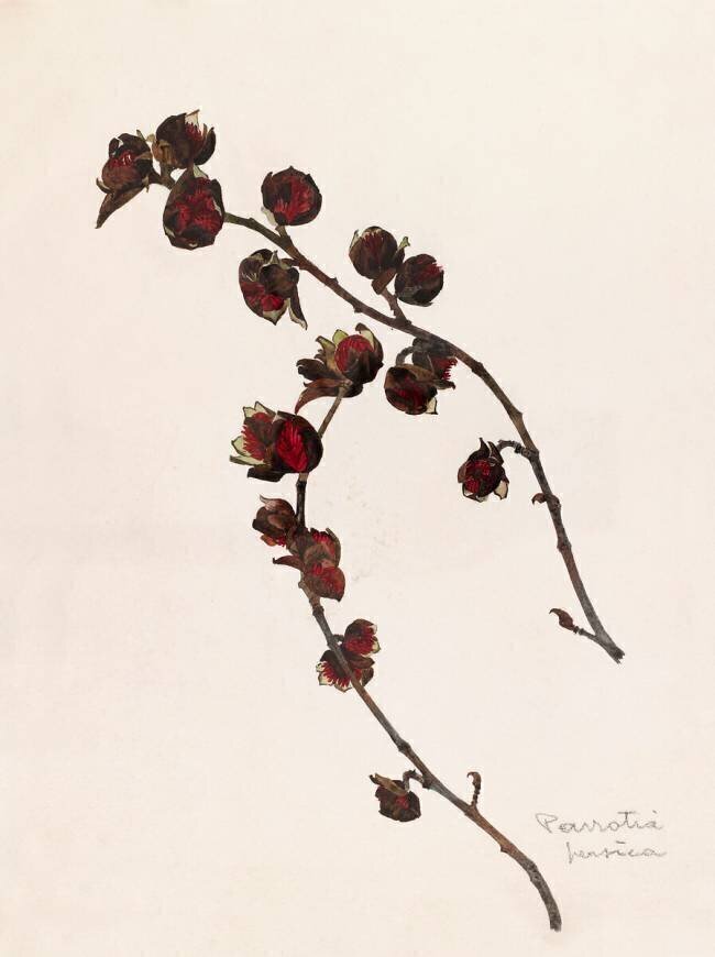 Parrotie Emile Gallé