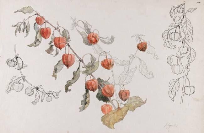 Physalis Emile Gallé
