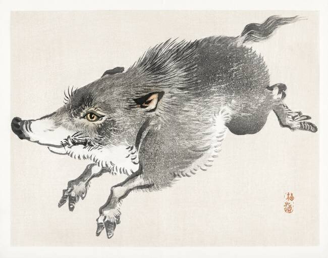 Sanglier sauvage Kono Barei