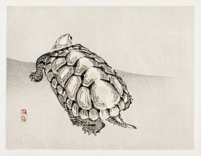 Tortue Kono Barei