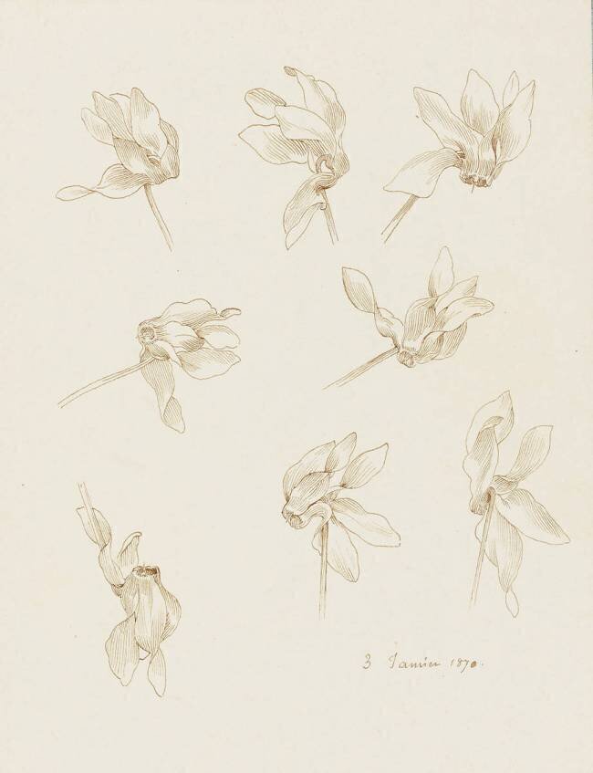 8 études de fleurs de cyclamen Claudius Popelin-Ducarre