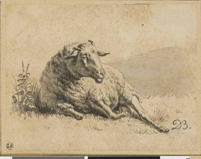 Mouton couché vu de face, la tête tournée vers la droite Jean-Jacques de Boissieu