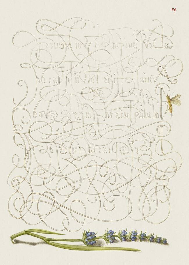 Calligraphiae Monumenta  Joris Hoefnagel