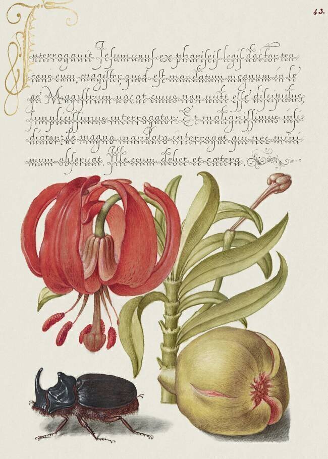 Calotte écarlate, scarabée rhinocéros et grenade, Mira Calligraphiae Monumenta Joris Hoefnagel