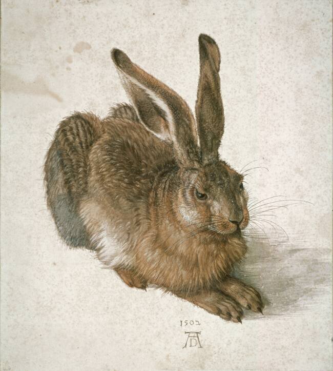 Le Lièvre Albrecht Dürer