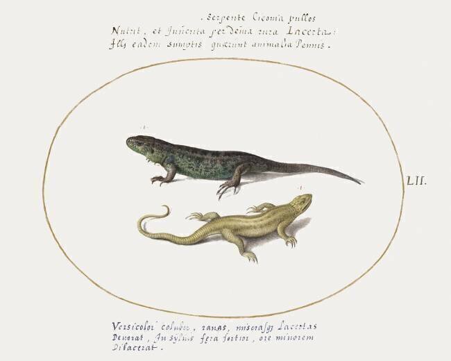 Lézards Joris Hoefnagel