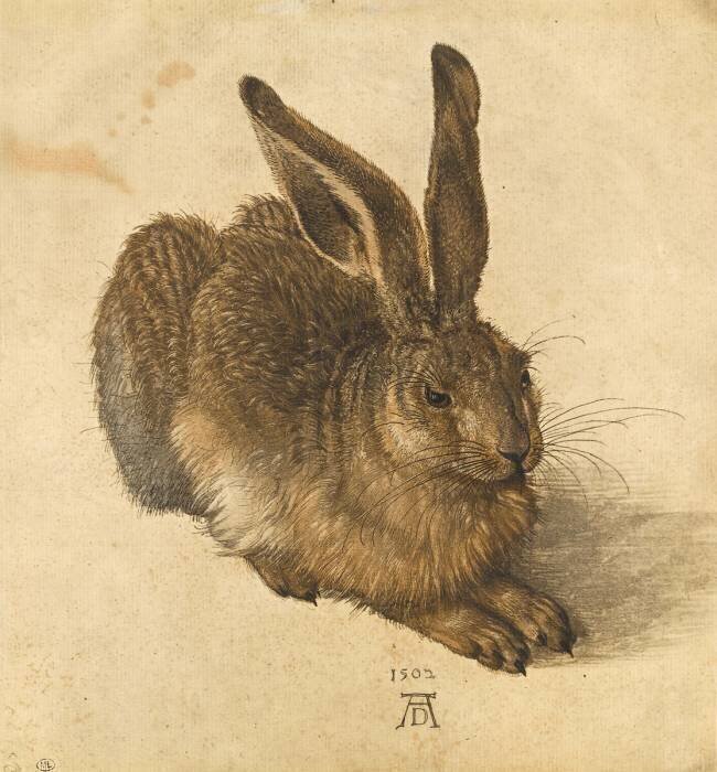 Lièvre couché Albrecht Dürer