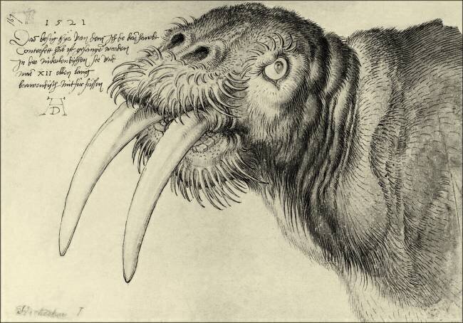 Morse Albrecht Dürer