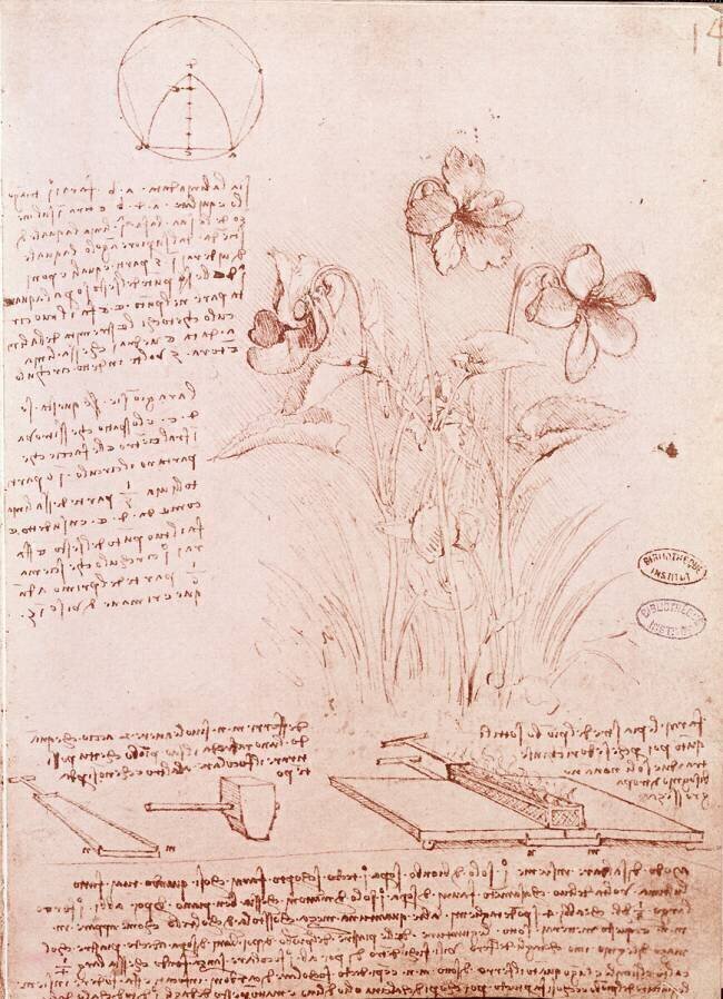 Notes et croquis de botanique et de géométrie : les narcisses Léonard de Vinci