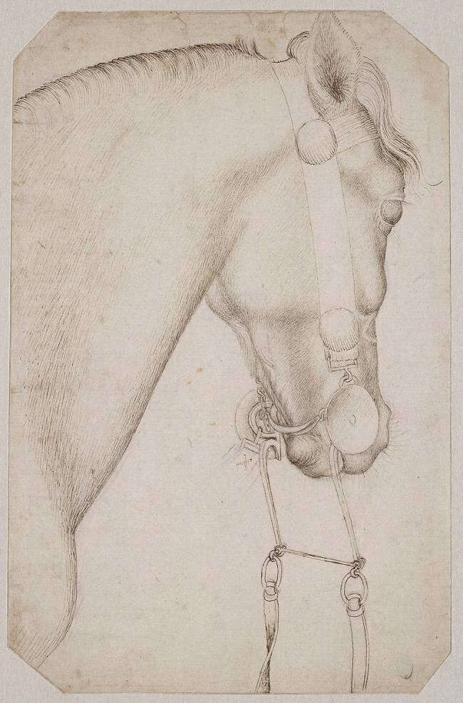 Tête et encolure d'un cheval harnaché, de profil vers la droite, la bride pendante Pisanello