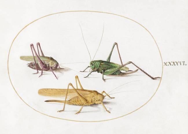 Trois sauterelles Joris Hoefnagel