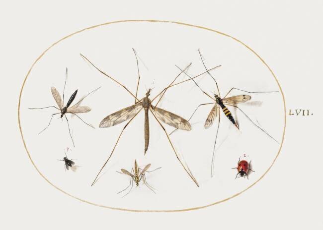Une coccinelle, une mouche et quatre autres insectes Joris Hoefnagel