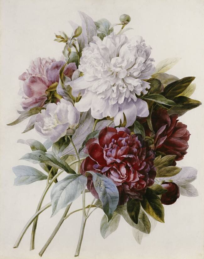A Bouquet of Red, Pink and White Peonies Pierre Joseph Redouté