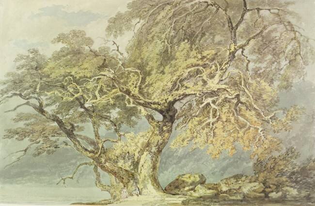A Great Tree Joseph Mallord William Turner