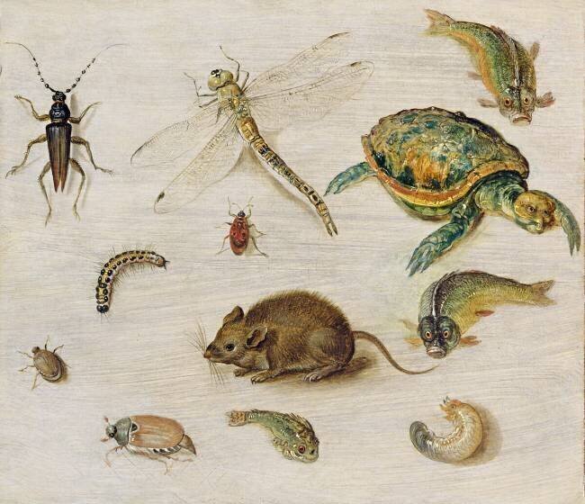 A Study of Insects Jan Brueghel the Younger