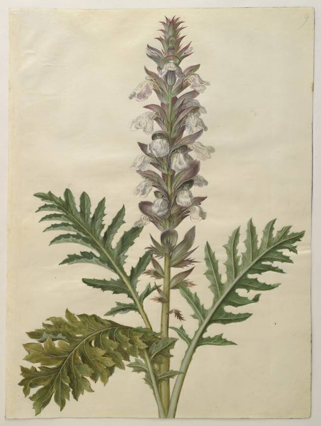 Acanthus mollis from the album Gottorfer Codex Hans Simon Holtzbecker