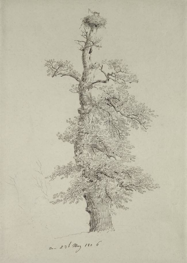 Ancient Oak Tree with a Stork's Nest Caspar David Friedrich