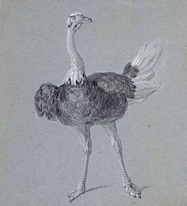 Autruche marchant, de face Jean-Baptiste Oudry