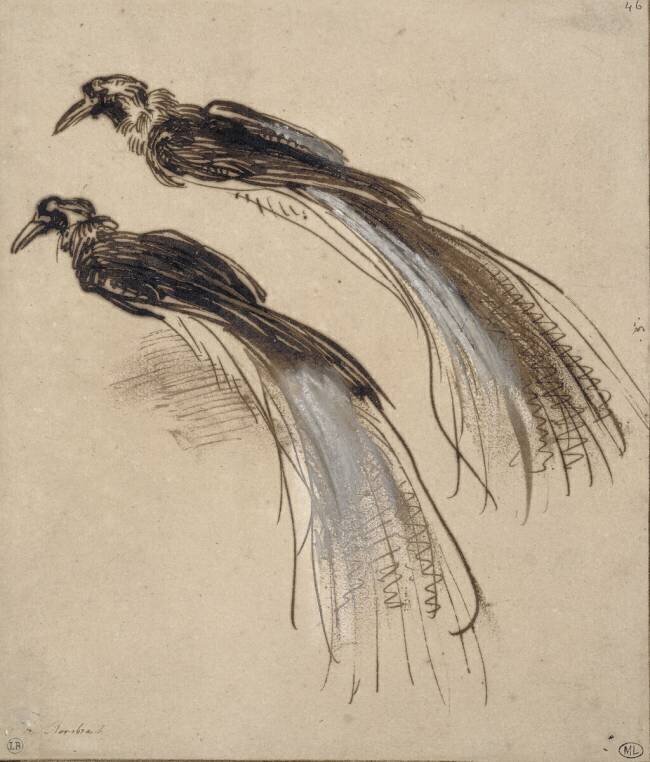 Deux études pour un oiseau de paradis Rembrandt