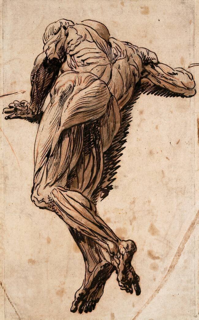 Etude d'écorché vu de dos Théodore Géricault