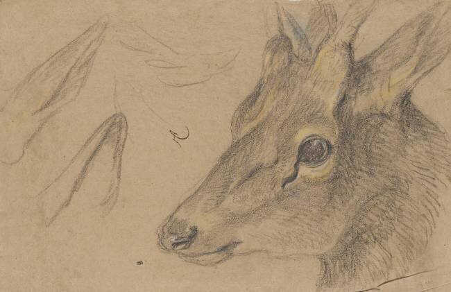 Etude d'une tête de chevreuil ou d'antilope, tournée vers la gauche Pieter Boel