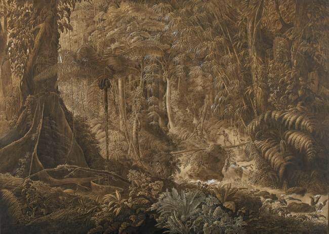 Forêt vierge du Brésil Charles Othon Frédéric Jean-Baptiste de Clarac