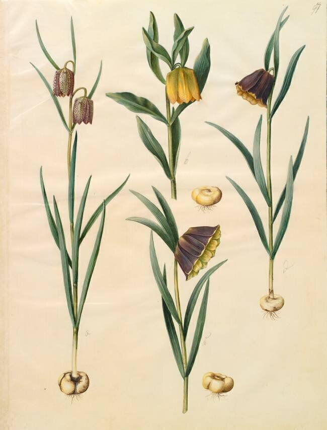 Fritilleria meleagris from the album Gottorfer Codex Hans Simon Holtzbecker