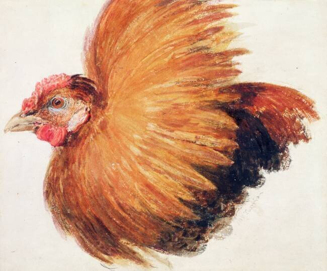 Game-Cock Joseph Mallord William Turner