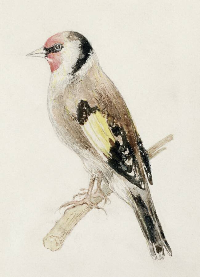 Goldfinch Joseph Mallord William Turner
