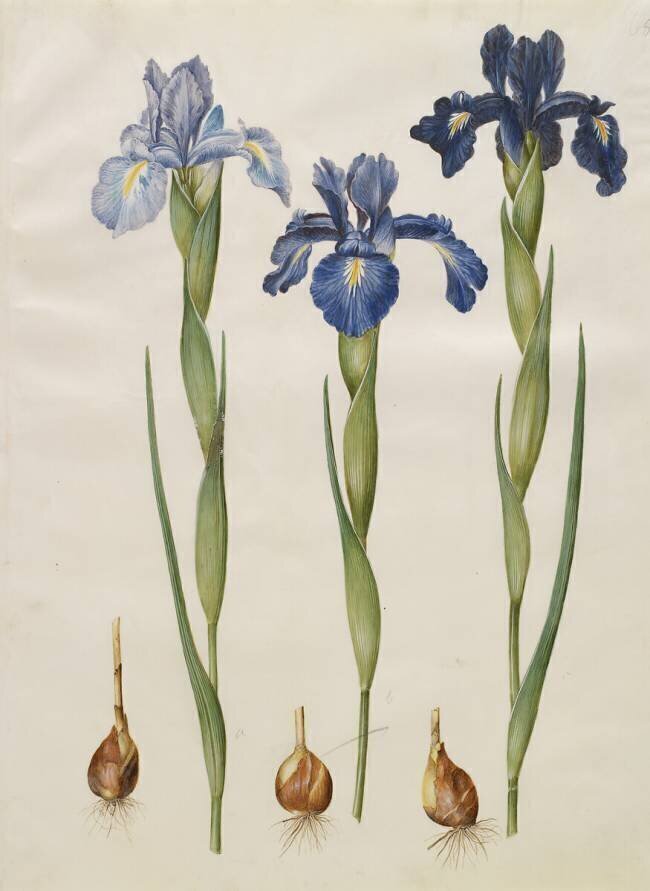 Iris xiphiodes from the album Gottorfer Codex Hans Simon Holtzbecker