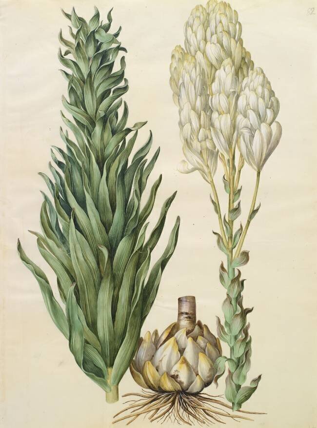 Lilium candidum monstrosum from the album Gottorfer Codex Hans Simon Holtzbecker