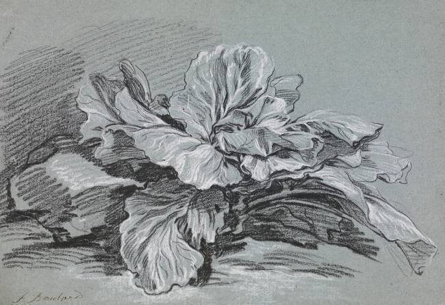 Study of a Cabbage François Boucher