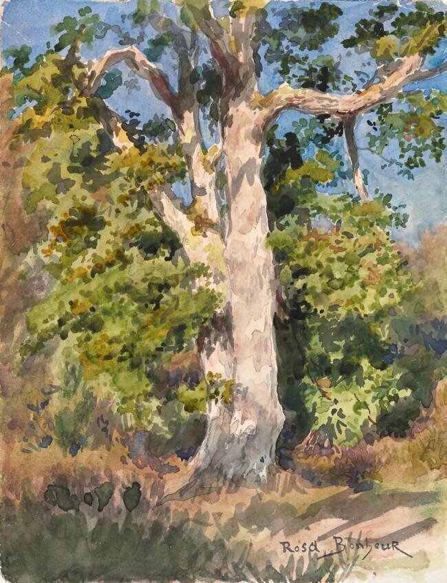 Tree Study Rosa Bonheur