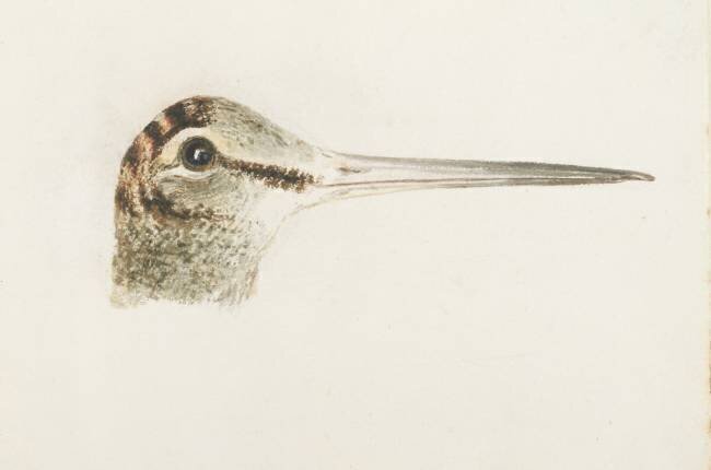 Woodcock Joseph Mallord William Turner